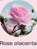 Rose placenta