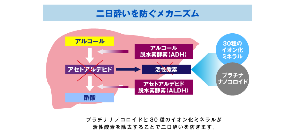 二日酔いを防ぐメカニズム